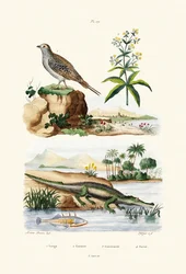 Sandgrouse, 1833-39
